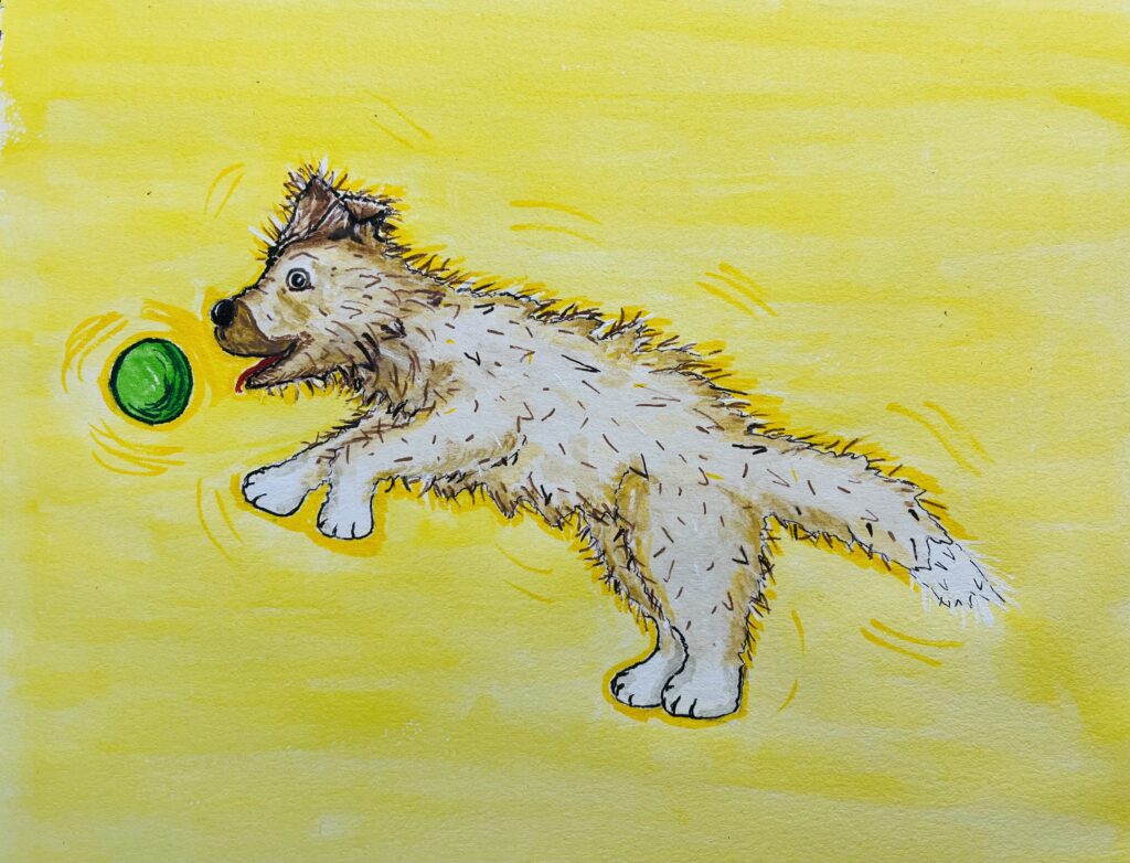 And A Dog Called Bear is Born…….