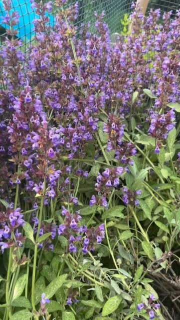 What a beautiful sound (turn it up!) 🐝🐝 loving the sage flowers ❤️