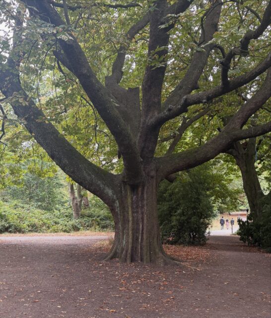 This tree looks like it’s got a secret door to a magical faraway land 🌳🚪
Wonder if saucepan head is home 🤔

#helenwalkerauthor #givethegiftofunique